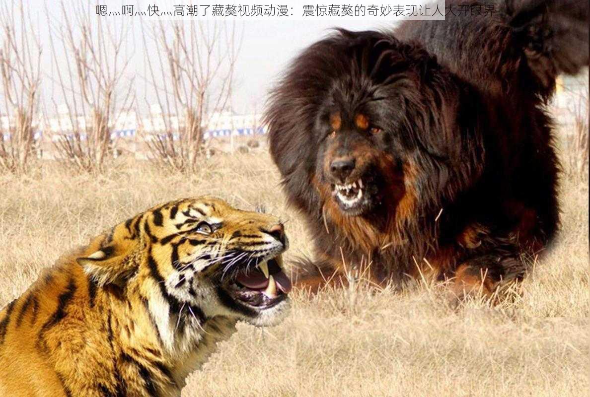 嗯灬啊灬快灬高潮了藏獒视频动漫:震惊藏獒的奇妙表现让人大开眼界