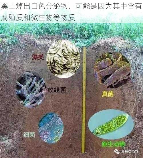 黑土焯出白色分泌物,可能是因为其中含有腐殖质和微生物等物质