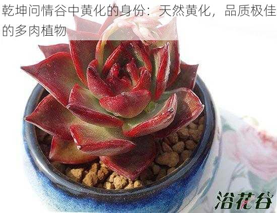 乾坤问情谷中黄化的身份:天然黄化,品质极佳的多肉植物