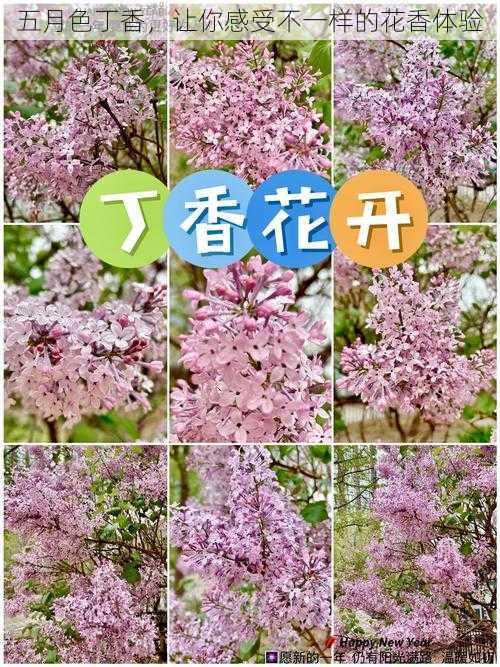 五月色丁香,让你感受不一样的花香体验