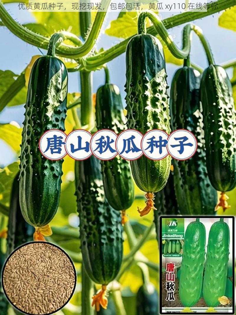 优质黄瓜种子,现挖现发,包邮包活,黄瓜 xy110 在线等你
