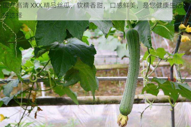 国产高清 XXX 精品丝瓜,软糯香甜,口感鲜美,是您健康生活的好选择