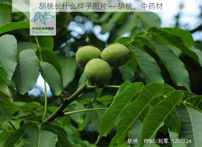胡桃长什么样子图片——胡桃,中药材