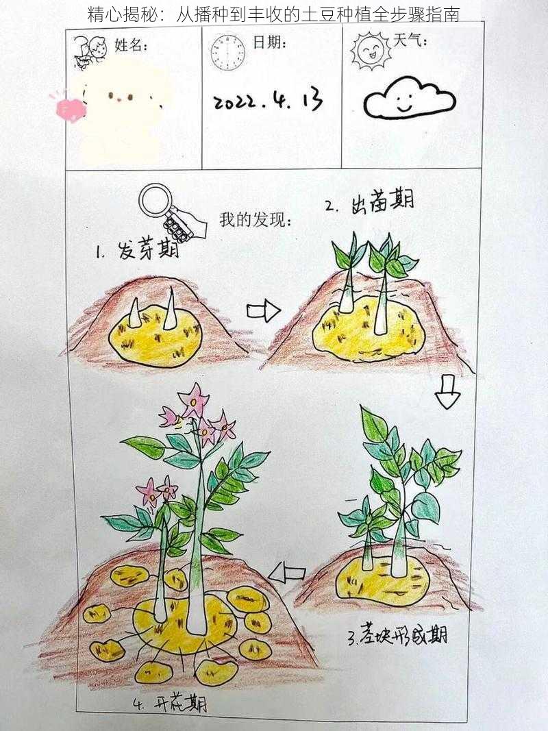 精心揭秘:从播种到丰收的土豆种植全步骤指南