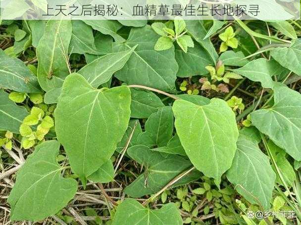 上天之后揭秘:血精草最佳生长地探寻