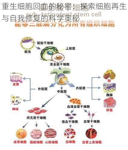 重生细胞回血的秘密:探索细胞再生与自我修复的科学奥秘