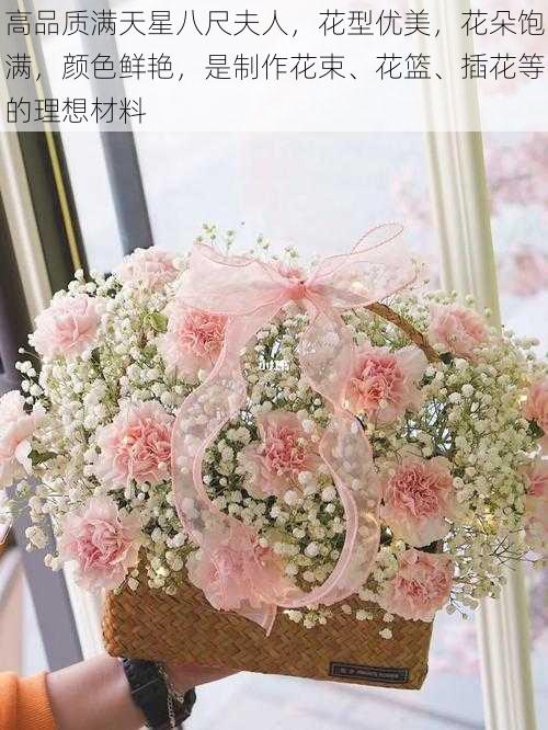 高品质满天星八尺夫人,花型优美,花朵饱满,颜色鲜艳,是制作花束、花篮、插花等的理想材料