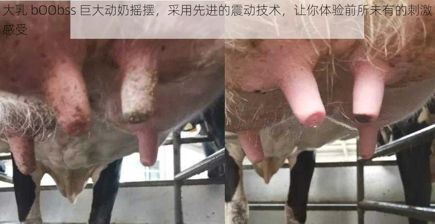 大乳 bOObss 巨大动奶摇摆,采用先进的震动技术,让你体验前所未有的刺激感受
