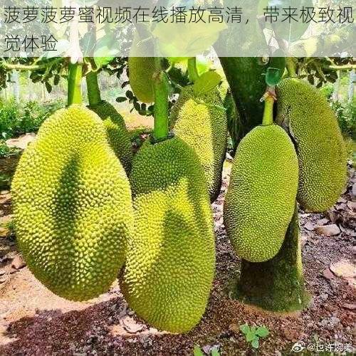 菠萝菠萝蜜视频在线播放高清,带来极致视觉体验