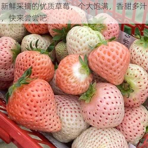 新鲜采摘的优质草莓,个大饱满,香甜多汁,快来尝尝吧