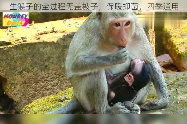 生猴子的全过程无盖被子,保暖抑菌,四季通用