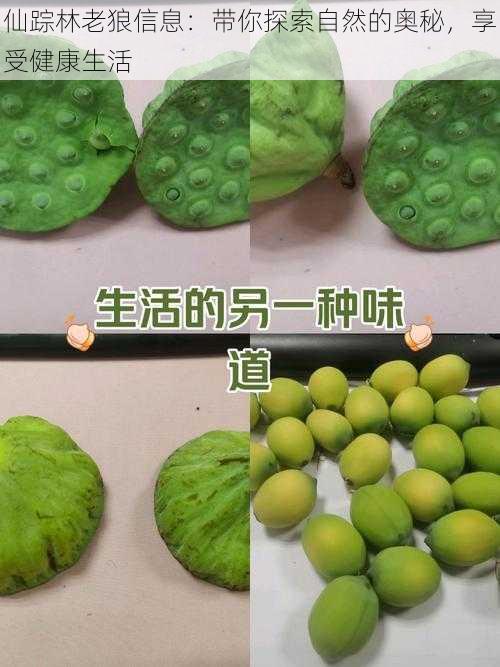 仙踪林老狼信息:带你探索自然的奥秘,享受健康生活