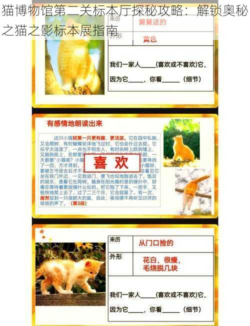 猫博物馆第二关标本厅探秘攻略:解锁奥秘之猫之影标本展指南