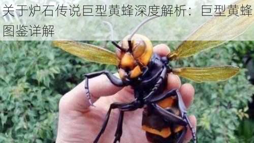 关于炉石传说巨型黄蜂深度解析:巨型黄蜂图鉴详解