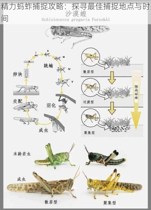 精力蚂蚱捕捉攻略:探寻最佳捕捉地点与时间
