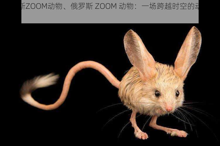 俄罗斯ZOOM动物、俄罗斯 ZOOM 动物:一场跨越时空的动物奇观