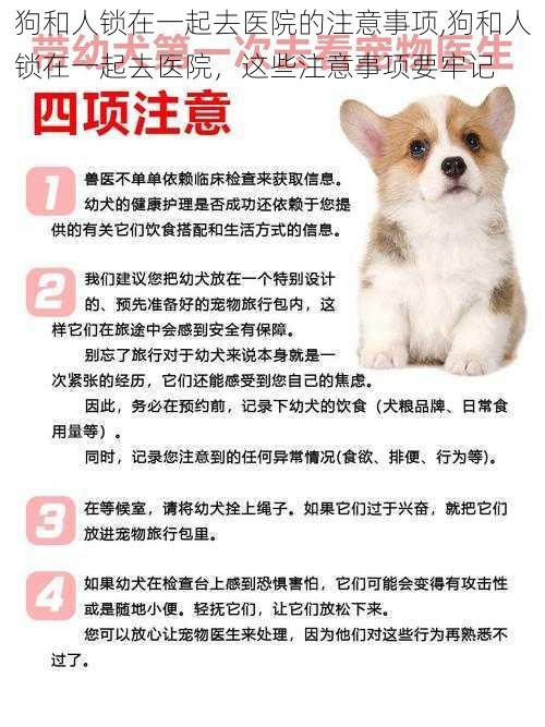 狗和人锁在一起去医院的注意事项,狗和人锁在一起去医院,这些注意事项要牢记