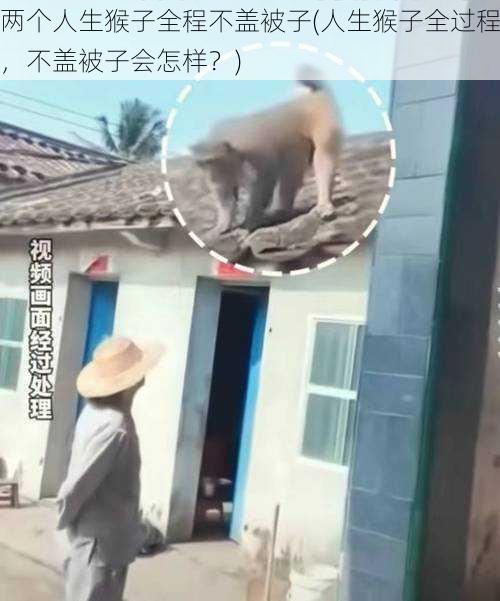 两个人生猴子全程不盖被子(人生猴子全过程,不盖被子会怎样?)