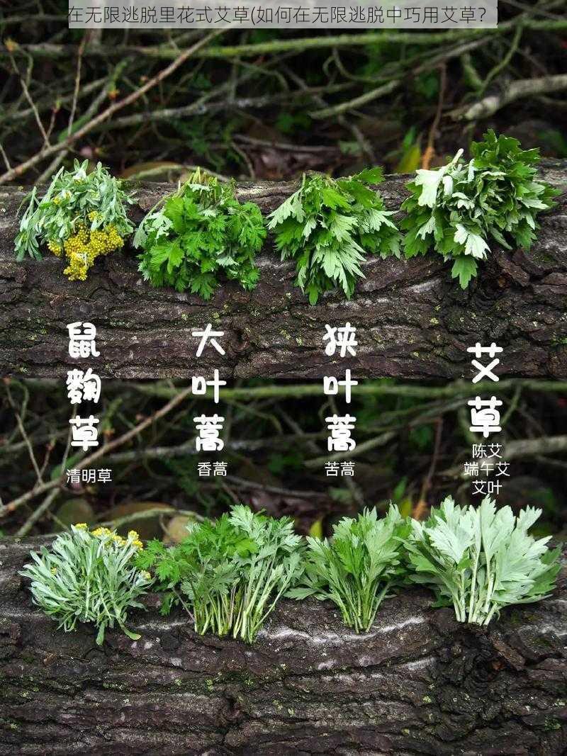 在无限逃脱里花式艾草(如何在无限逃脱中巧用艾草?)