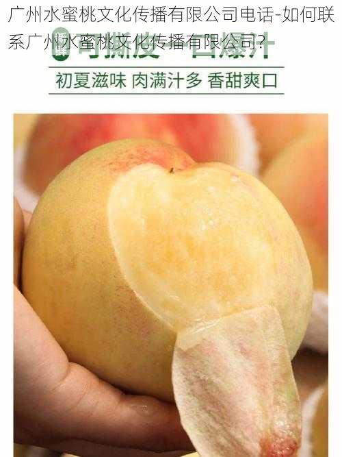 广州水蜜桃文化传播有限公司电话-如何联系广州水蜜桃文化传播有限公司?