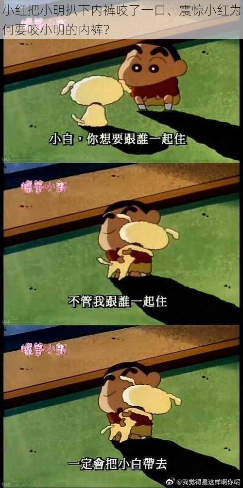 小红把小明扒下内裤咬了一口、震惊小红为何要咬小明的内裤?