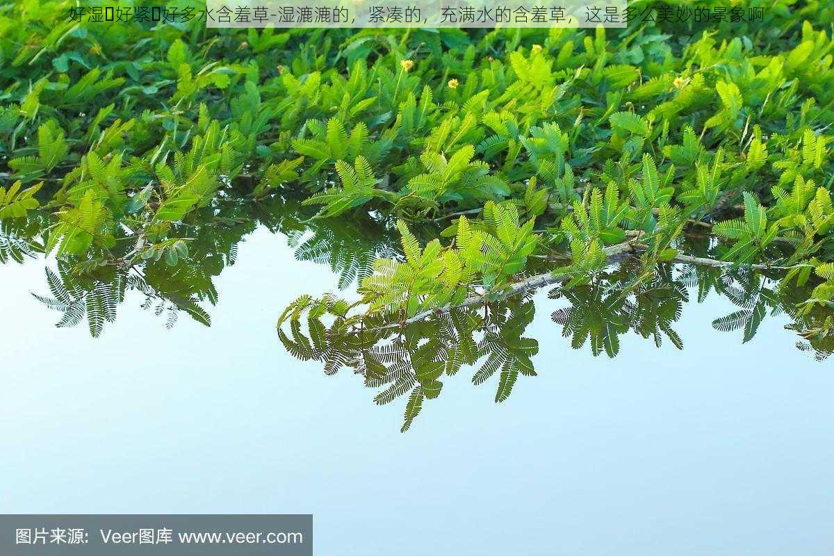 好湿⋯好紧⋯好多水含羞草-湿漉漉的,紧凑的,充满水的含羞草,这是多么美妙的景象啊