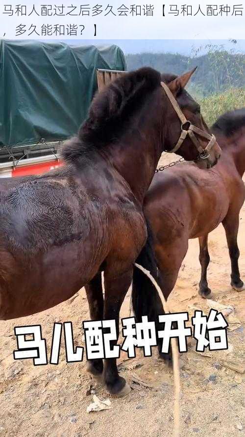 马和人配过之后多久会和谐【马和人配种后,多久能和谐?】