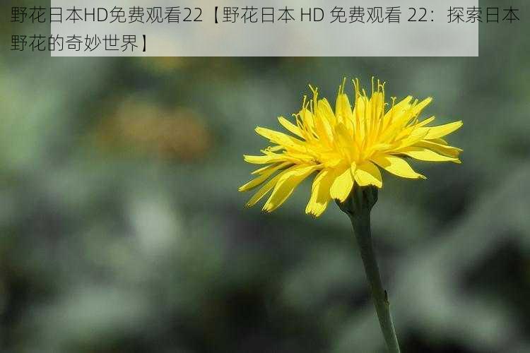 野花日本HD免费观看22【野花日本 HD 免费观看 22:探索日本野花的奇妙世界】