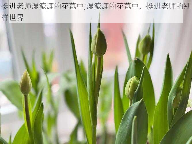 挺进老师湿漉漉的花苞中;湿漉漉的花苞中,挺进老师的别样世界