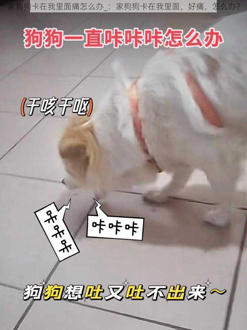 家狗狗卡在我里面痛怎么办_:家狗狗卡在我里面,好痛,怎么办?