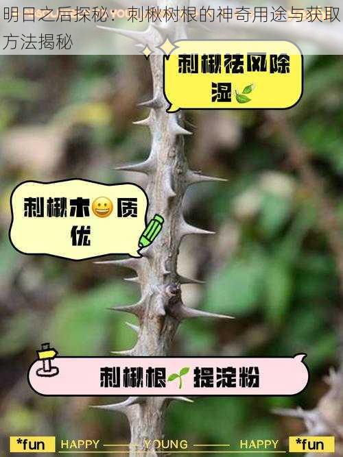 明日之后探秘:刺楸树根的神奇用途与获取方法揭秘