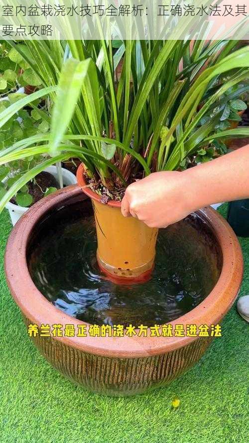 室内盆栽浇水技巧全解析:正确浇水法及其要点攻略