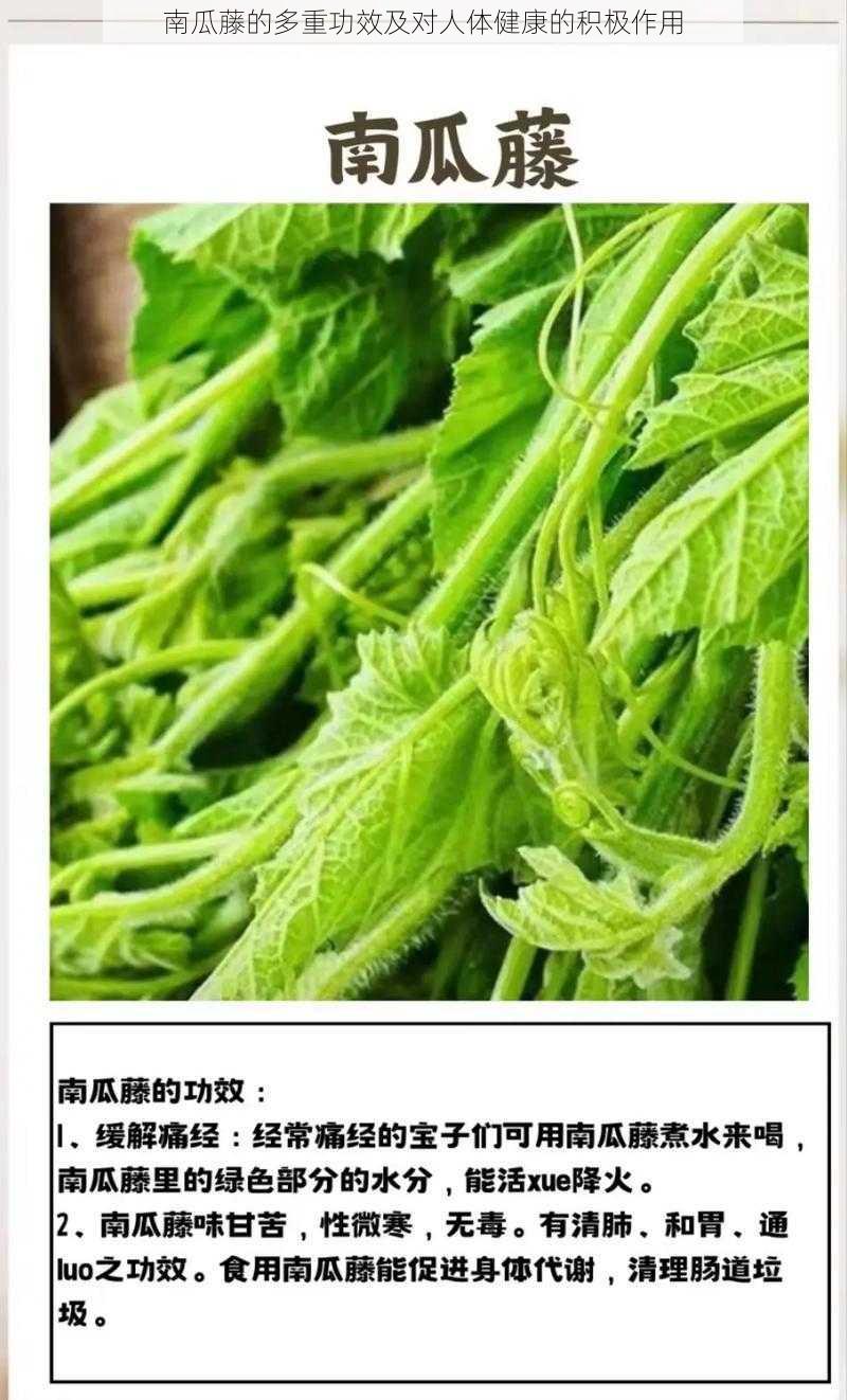 南瓜藤的多重功效及对人体健康的积极作用