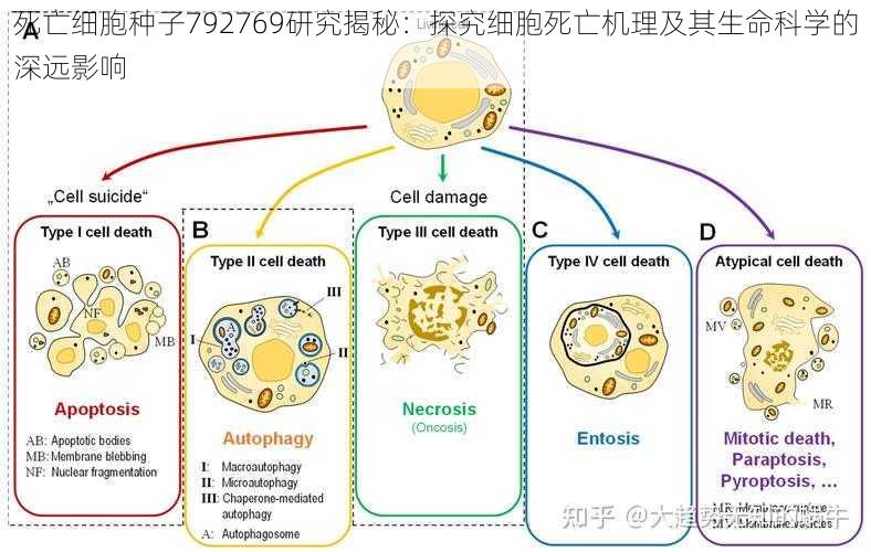 死亡细胞种子792769研究揭秘:探究细胞死亡机理及其生命科学的深远影响