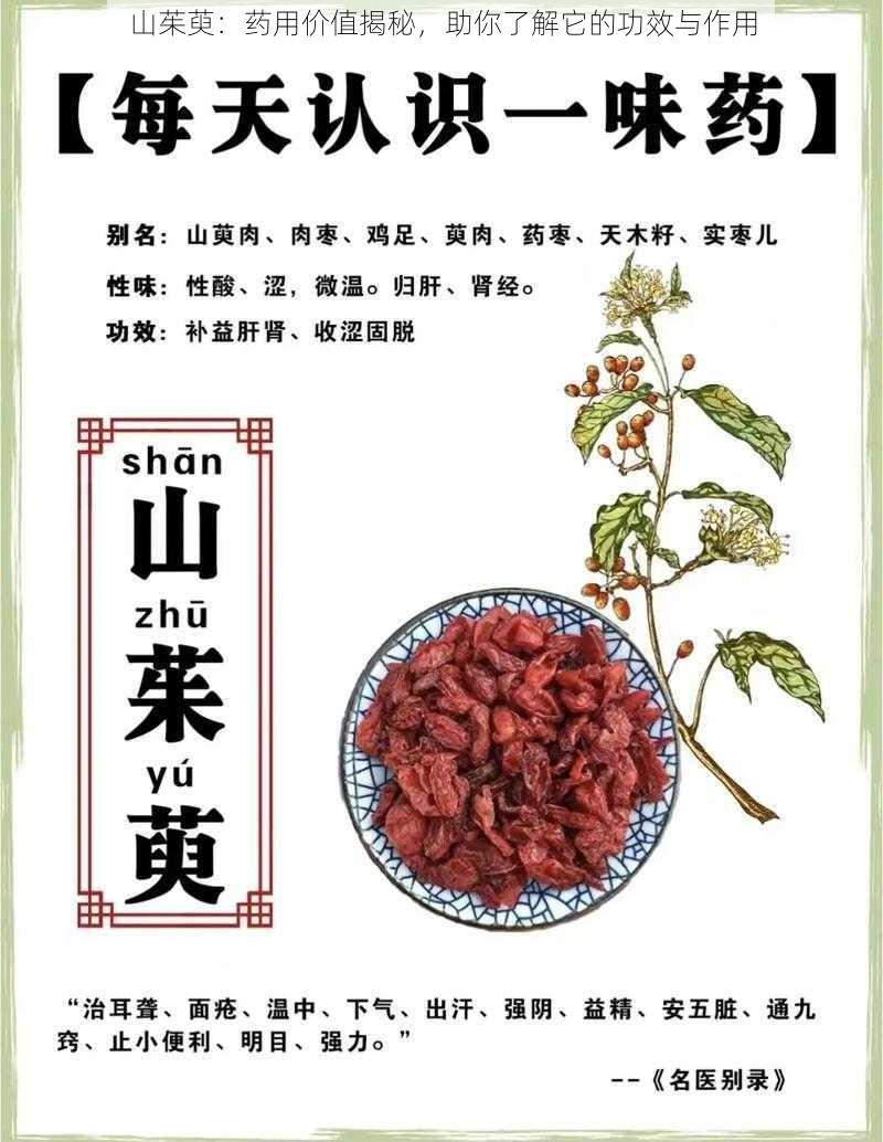 山茱萸:药用价值揭秘,助你了解它的功效与作用