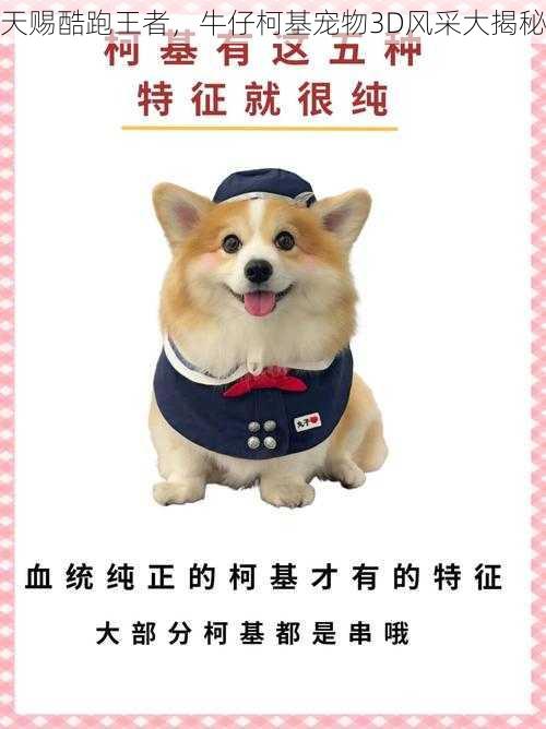 天赐酷跑王者,牛仔柯基宠物3D风采大揭秘