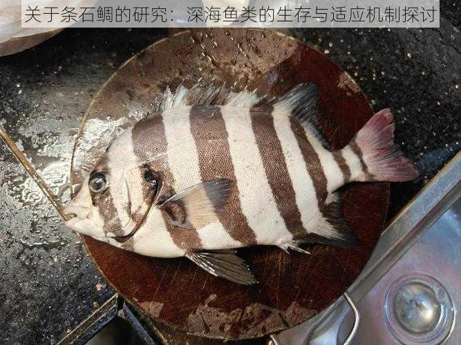 关于条石鲷的研究:深海鱼类的生存与适应机制探讨